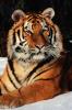 Tiger - iPhone